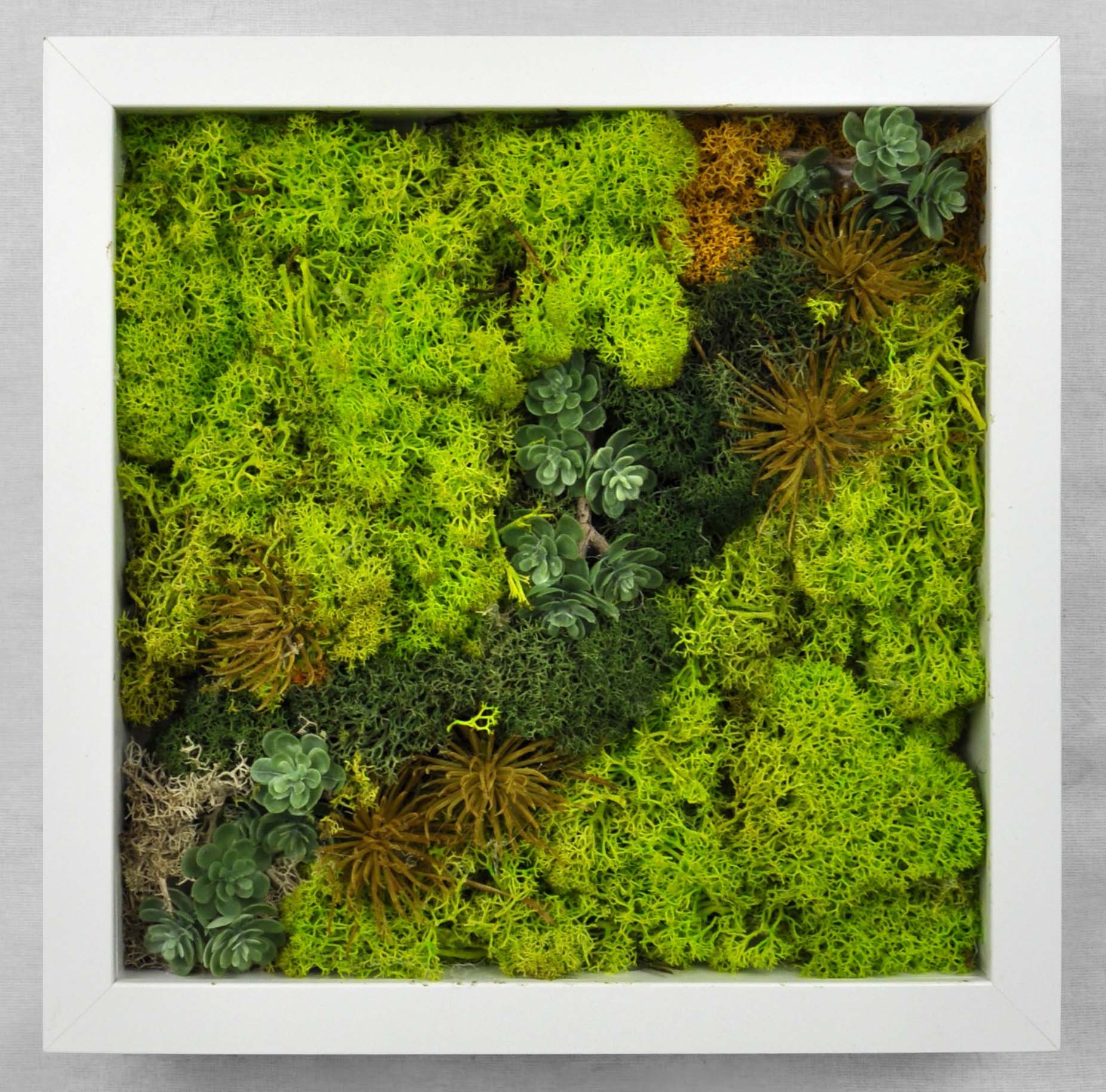 Preserved Moss Wall Frame