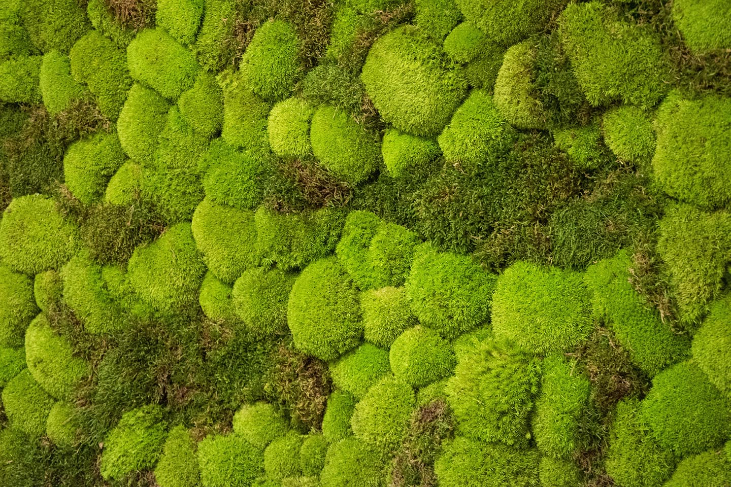 Moss Wall Targray